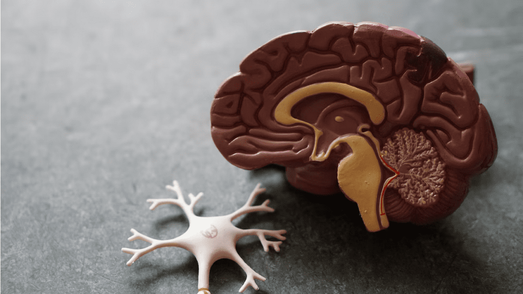 a model of a human brain next to a model of a human brain.